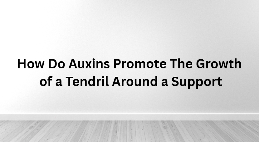 How Do Auxins Promote The Growth of a Tendril Around a Support